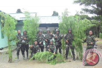 Satgas Pamtas RI-PNG temukan ladang ganja 