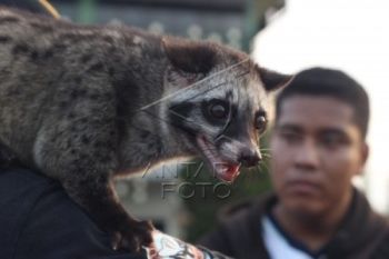 Pecinta Musang