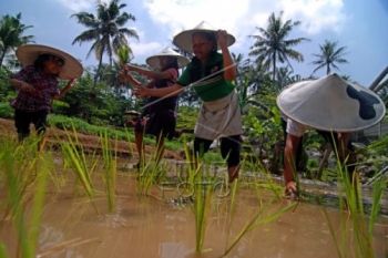 Peta Potensi Pertanian Banyak Tak Dimiliki Pemda
