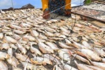 Hasil Tangkapan Ikan Jateng Belum Menggembirakan