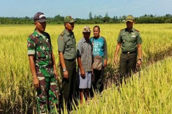 Realisasi luas tanam padi 2016 di Papua 45.000 hektare