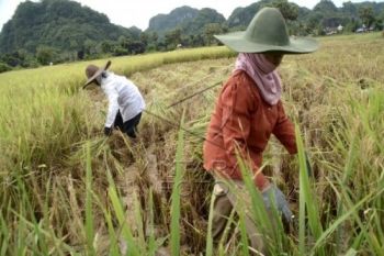 Bulog Targetkan Penyerapan Beras 125.000 Ton di Pekalongan