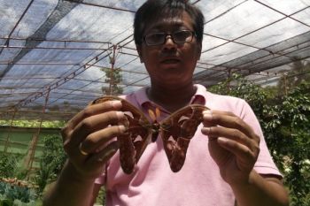 Taman Kupu-Kupu Karimunjawa Siap Sambut Wisatawan
