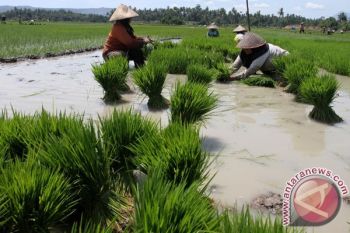 Cilacap Optimistis Mampu Produksi 840.000 Ton Padi 
