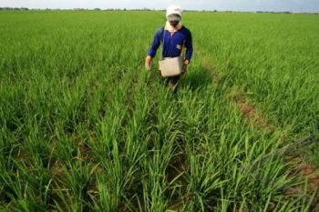 Wonosobo Perketat Distribusi Pupuk Bersubsidi