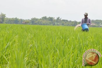 Target Produksi Padi