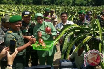 Koramil dan warga Bonggo dudidayakan buah naga 