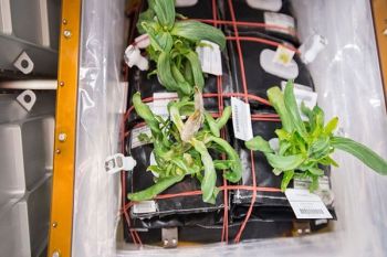 Ketika Kebun di Antariksa Kedatangan Kapang 