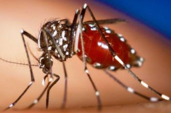 Virus Zika rusak otak bayi 