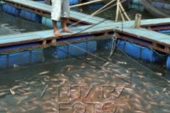 Warga Budi Daya Ikan Keramba di Cekdam Temanggung