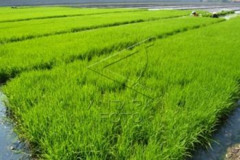 Kudus Targetkan Produksi Padi 169.000 Ton