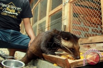 Peternak Luwak