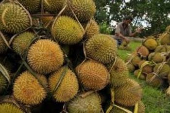 Ada 20 Ribu Durian Festival di  Semarang