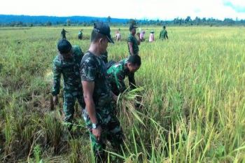 Koramil 1705-1/Nabire dampingi petani panen padi