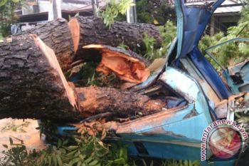 Pohon tumbang di Makassar tewaskan satu orang 