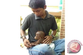 BKSDA Sampit Kembali Terima Bayi Orangutan Terlantar
