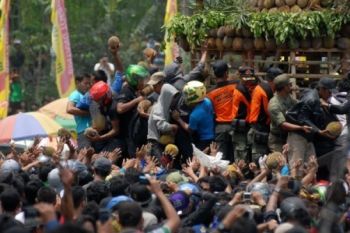 Disiapkan Ribuan Durian untuk Festival Durian Gunungpati