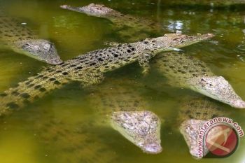 Warga Nusadadi Digegerkan Munculnya Buaya di Sungai 