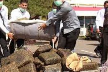 Polsek Bangko Musnahkan 2,4 Kg Ganja Kering