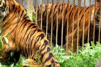Ekspansi Manusia Terus Mengancam Habitat Alami Bukit Rimbang Baling