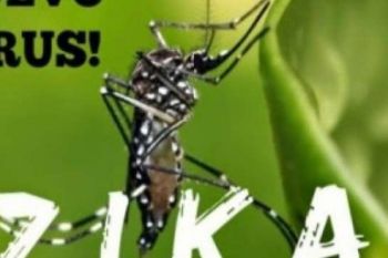 WHO Selidiki Adanya Laporan Virus Zika Menyebar Lewat Hubungan Seks