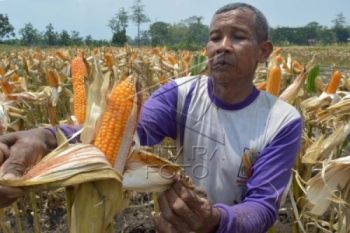 Harga Jagung Naik Beratkan Peternak di Jateng