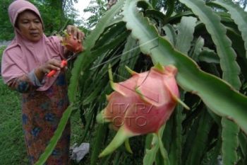 Petani Buah Naga Boyolali Kebanjiran Pesanan