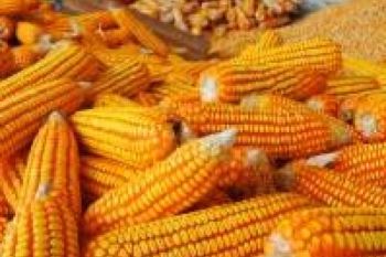 Jagung Impor Tidak Masuk Banyumas