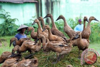Ternak Bebek Tradisional