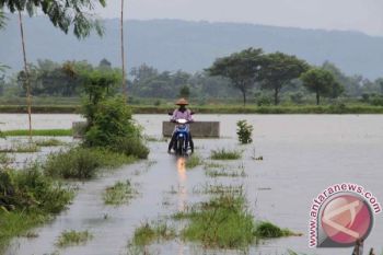 Tulungagung Siapkan Bantuan Benih Padi Korban Banjir