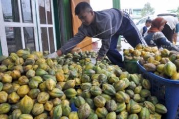Carica Wonosobo Tembus Toko Swalayan