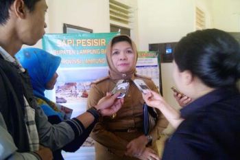 Pembibitan Sapi Di Lampung Capai 13.771 Ekor 