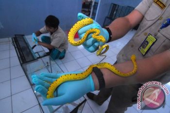 Sita Reptil Seludupan
