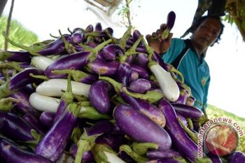 Sayur Terong