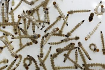 3.100 Lebih Perempuan Hamil Terinfeksi Zika di Kolombia