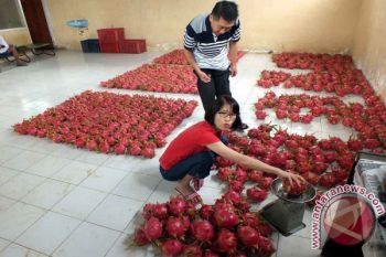 Permintaan Buah Naga Meningkat