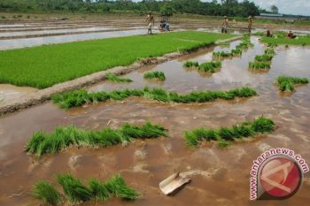 Warga Barsel Diminta Garap Lahan Kosong Dipersawahan