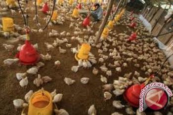 Disnakeswan NTB tak rekomendasikan beternak ayam ras petelur