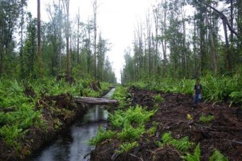 Perlu perbaikan tata kelola lahan gambut