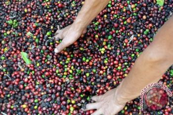  Wapres: Produksi Kopi Hanya Naik Satu Persen