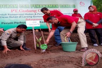 Tanam Bibit Bambu