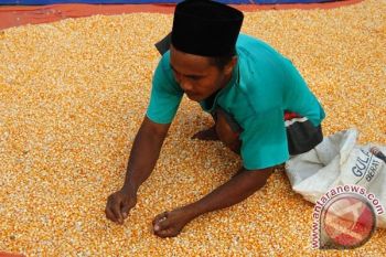 Peternak Ayam di Temanggung Minta Gelar OP Jagung