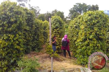 Bertani Lada Prospek Menjanjikan Di Lingga