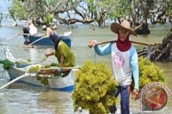 NTB andalkan rumput laut turunkan angka kemiskinan 