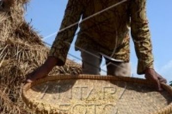 Bulog Surakarta Mulai Serap Gabah Petani