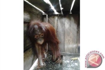 Orangutan Ditangkap Saat Makan Kulit Pohon Karet
