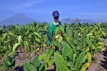 Gudang Garam dan Djarum Batasi Pembelian Tembakau