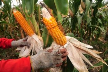 Produksi Jagung Boyolali Turun Signifikan