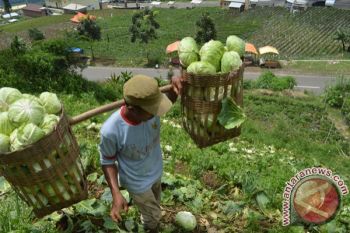 Harga Kubis Magetan Turun