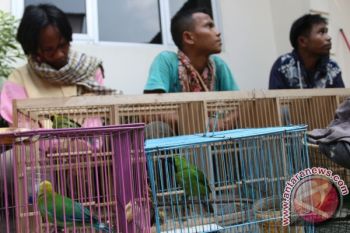 TANGKAP PEMBURU BURUNG DI TNGL